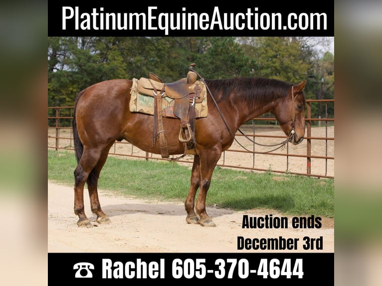 American Quarter Horse Gelding 14 years 15,1 hh Chestnut in Rusk Tx