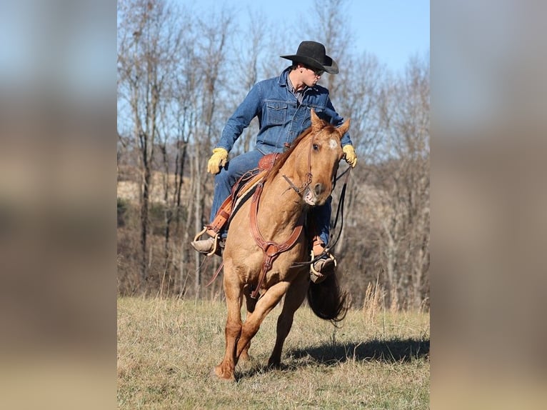 American Quarter Horse Gelding 14 years 15,1 hh Dun in Brodhead KY