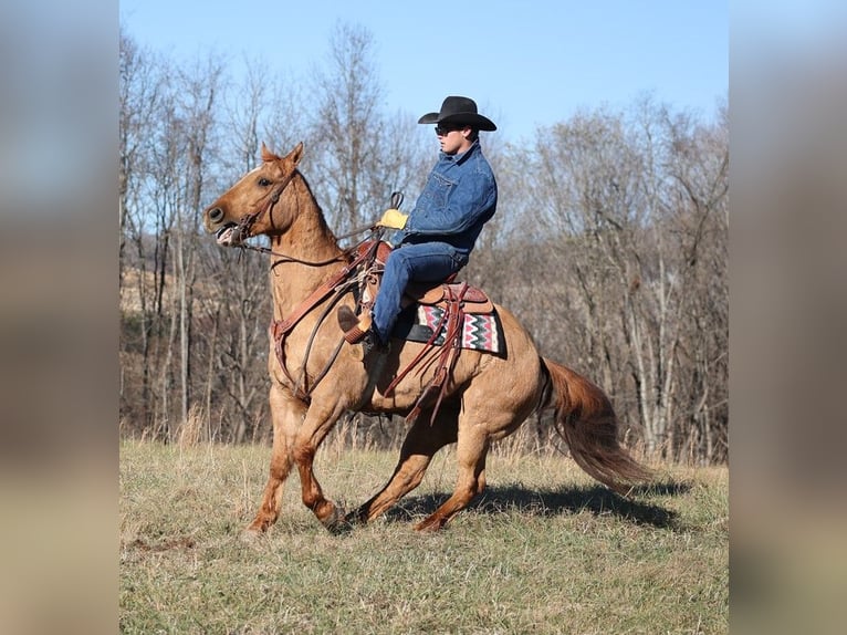 American Quarter Horse Gelding 14 years 15,1 hh Dun in Brodhead KY