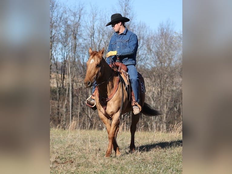 American Quarter Horse Gelding 14 years 15,1 hh Dun in Brodhead KY