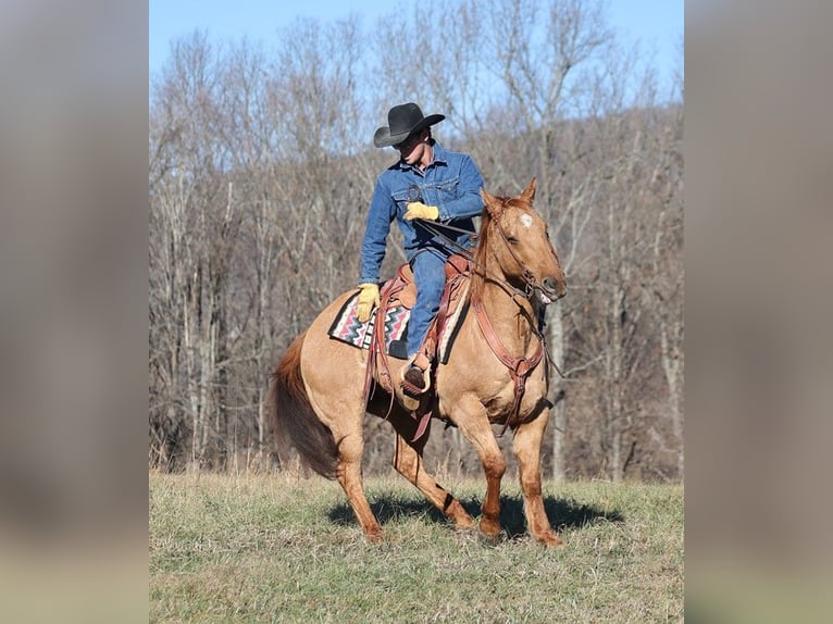 American Quarter Horse Gelding 14 years 15,1 hh Dun in Brodhead KY