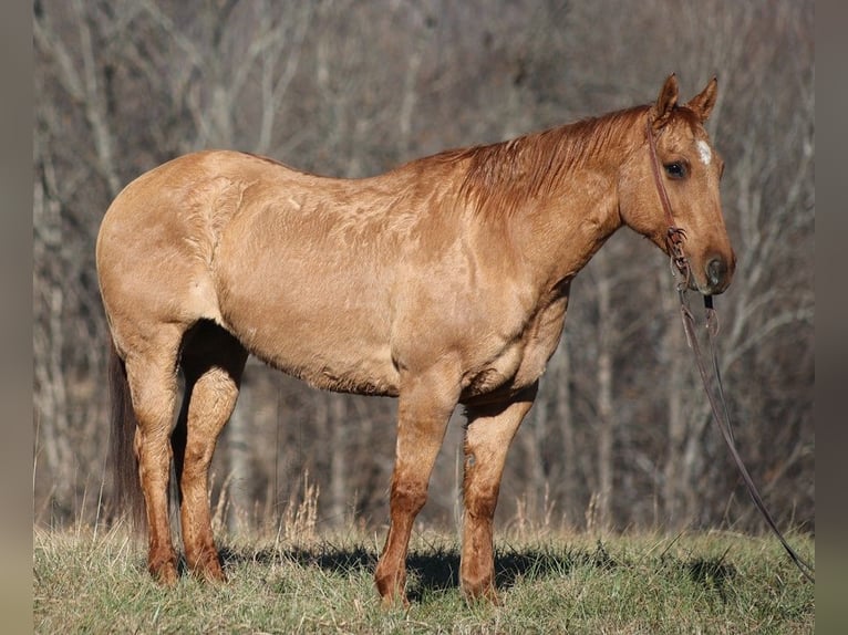 American Quarter Horse Gelding 14 years 15,1 hh Dun in Brodhead KY