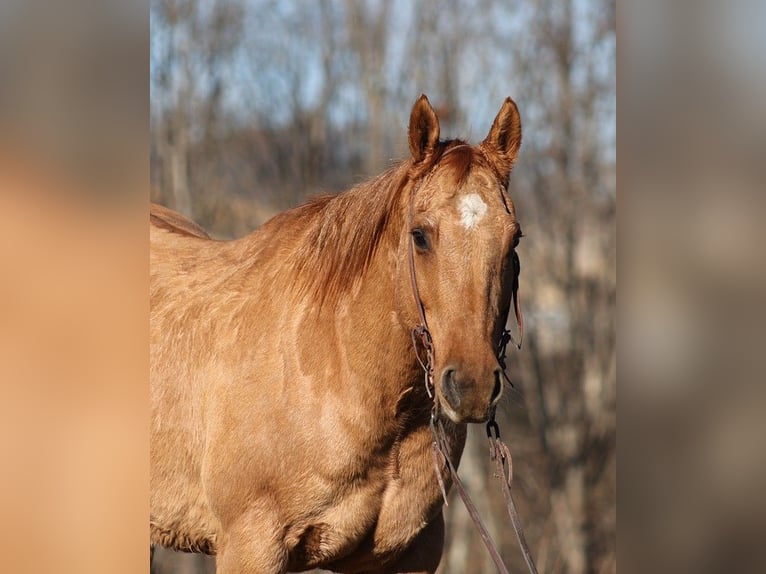 American Quarter Horse Gelding 14 years 15,1 hh Dun in Brodhead KY