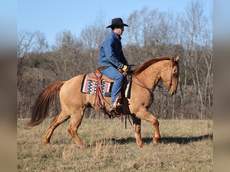 American Quarter Horse Gelding 14 years 15,1 hh Dun in Brodhead KY