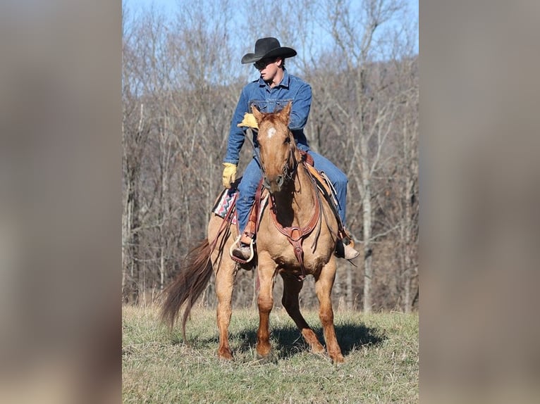 American Quarter Horse Gelding 14 years 15,1 hh Dun in Brodhead KY