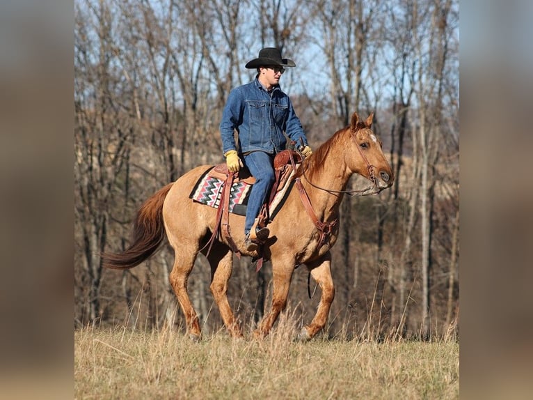 American Quarter Horse Gelding 14 years 15,1 hh Dun in Brodhead KY