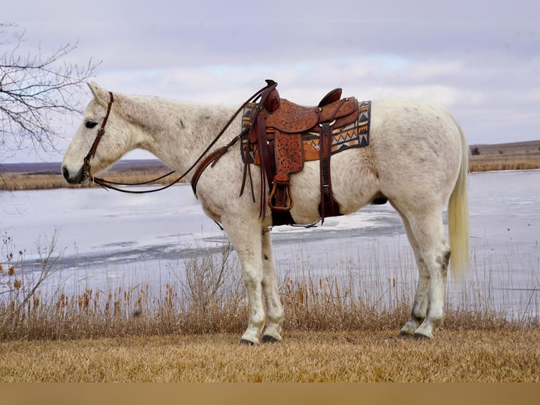 American Quarter Horse Gelding 14 years 15,1 hh Gray in Valley Springs, SD