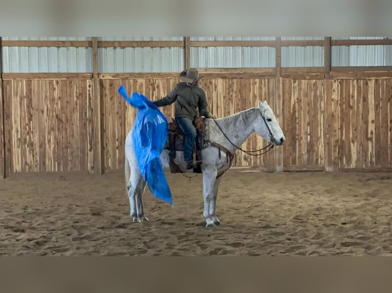 American Quarter Horse Gelding 14 years 15,1 hh Gray in Valley Springs, SD