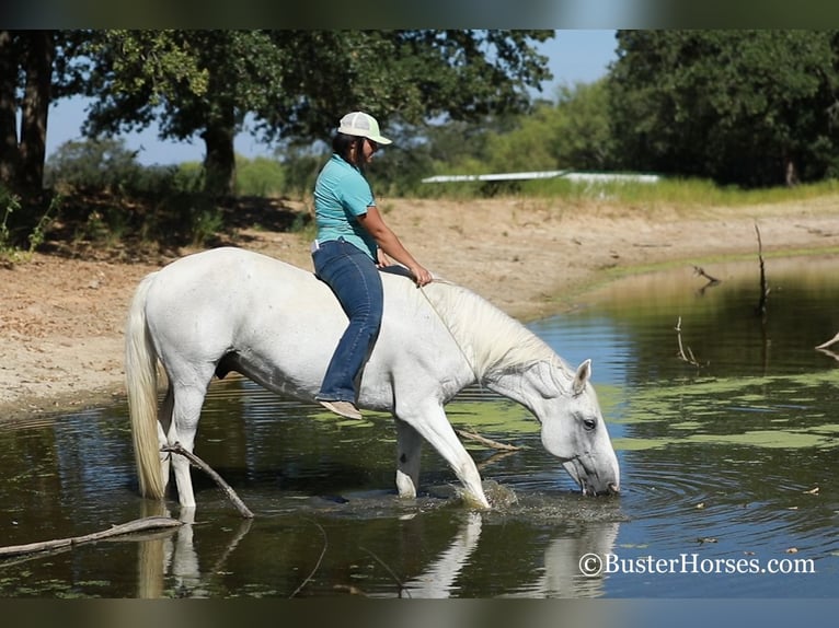 American Quarter Horse Gelding 14 years 15,1 hh Gray in Weatherford, TX