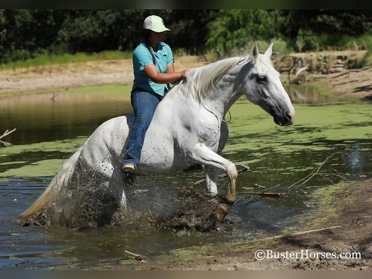 American Quarter Horse Gelding 14 years 15,1 hh Gray in Weatherford, TX