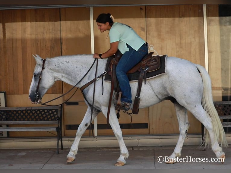 American Quarter Horse Gelding 14 years 15,1 hh Gray in Weatherford, TX