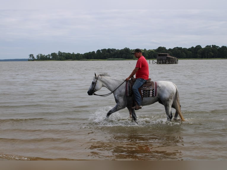 American Quarter Horse Gelding 14 years 15,1 hh Gray in Standston Va