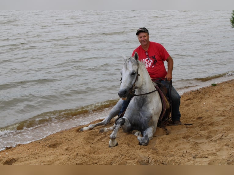 American Quarter Horse Gelding 14 years 15,1 hh Gray in Standston Va