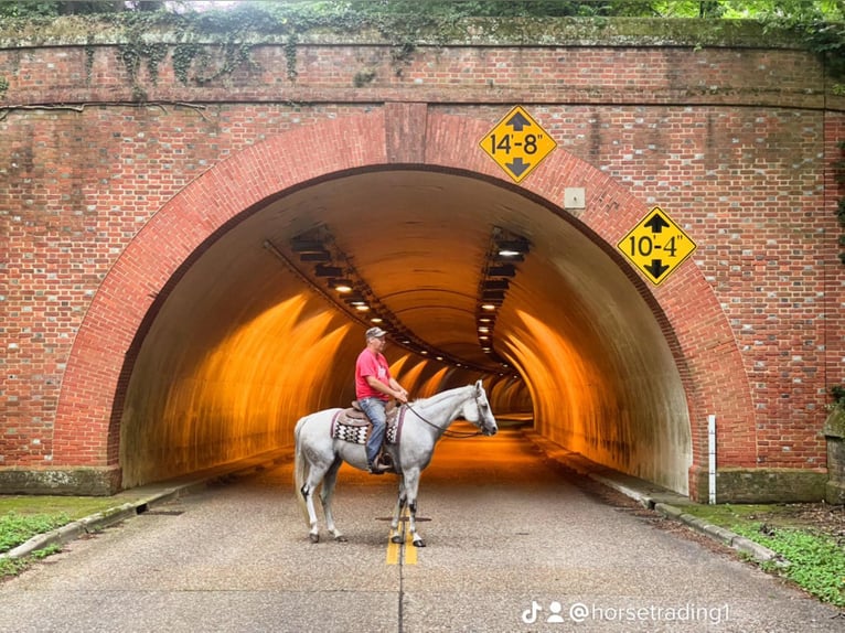 American Quarter Horse Gelding 14 years 15,1 hh Gray in Standston Va