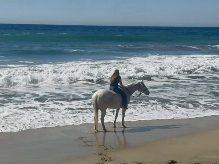 American Quarter Horse Gelding 14 years 15.1 hh Grey in King City