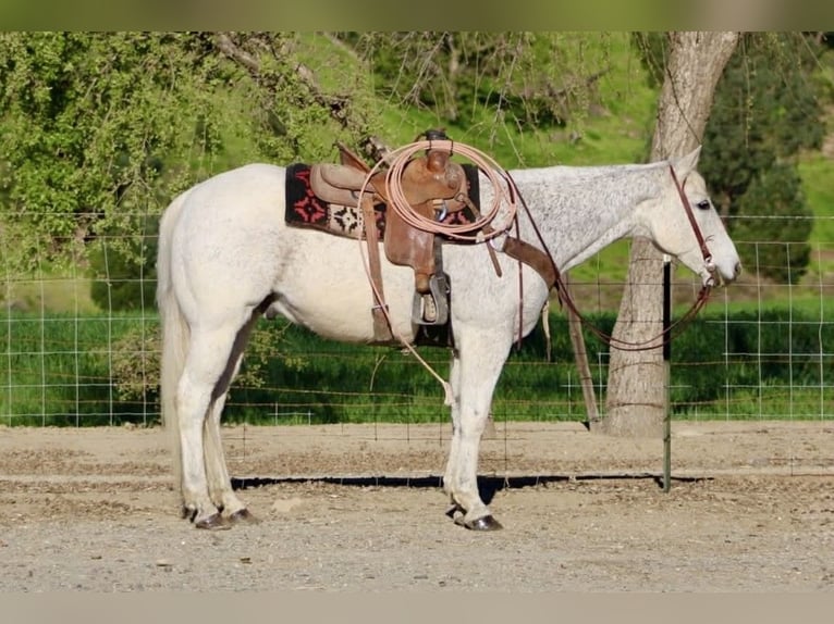 American Quarter Horse Gelding 14 years 15.1 hh Grey in King City