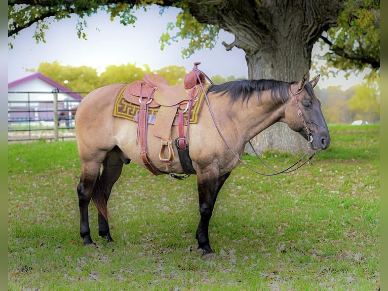 American Quarter Horse Gelding 14 years 15,1 hh Grullo in Wykoff, MN