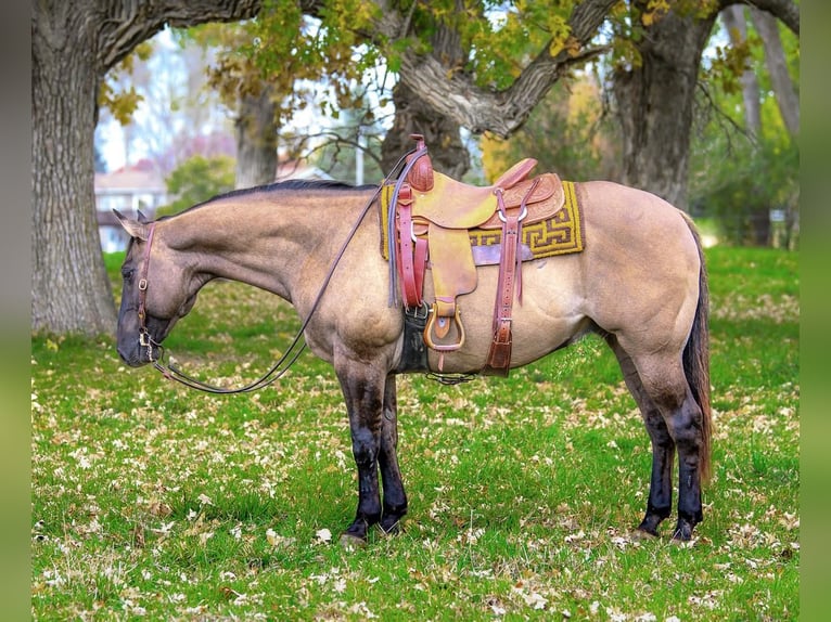 American Quarter Horse Gelding 14 years 15,1 hh Grullo in Wykoff, MN