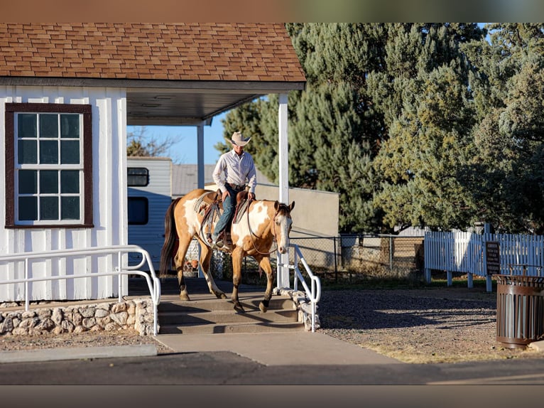 American Quarter Horse Gelding 14 years 15,1 hh Overo-all-colors in Camp Verde AZ