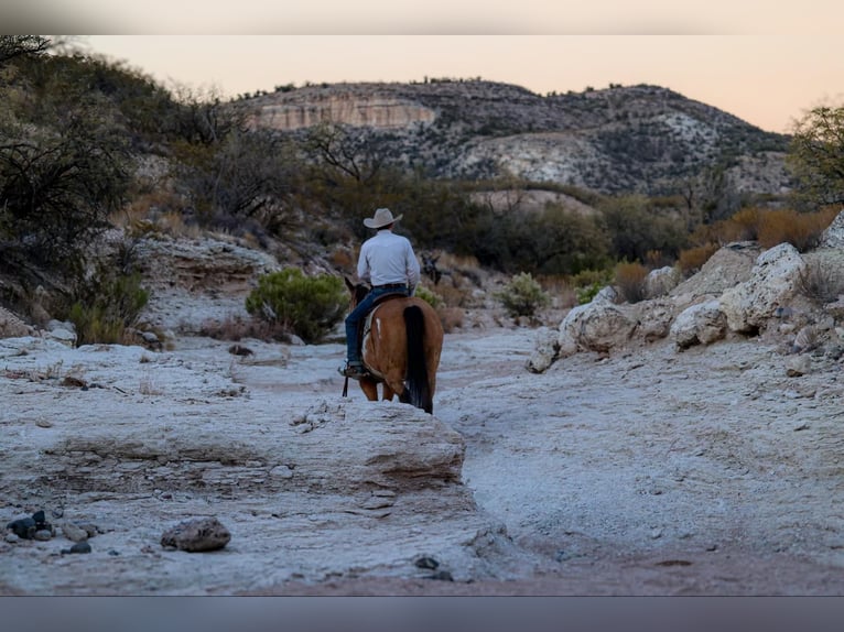 American Quarter Horse Gelding 14 years 15,1 hh Overo-all-colors in Camp Verde AZ