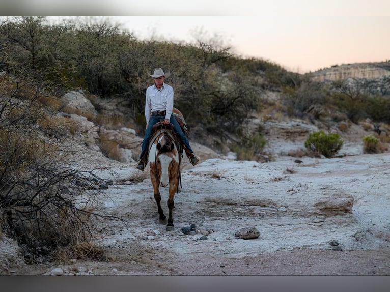 American Quarter Horse Gelding 14 years 15,1 hh Overo-all-colors in Camp Verde AZ