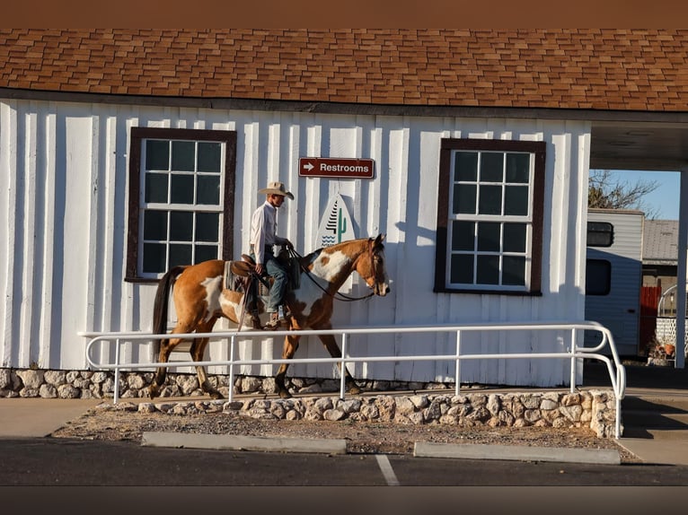 American Quarter Horse Gelding 14 years 15,1 hh Overo-all-colors in Camp Verde AZ