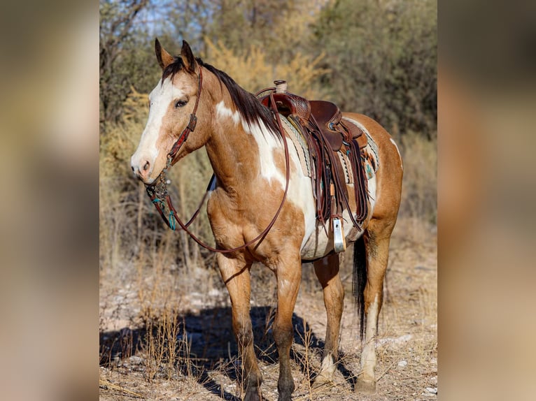 American Quarter Horse Gelding 14 years 15,1 hh Overo-all-colors in Camp Verde AZ