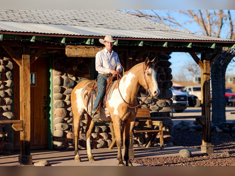 American Quarter Horse Gelding 14 years 15,1 hh Overo-all-colors in Camp Verde AZ