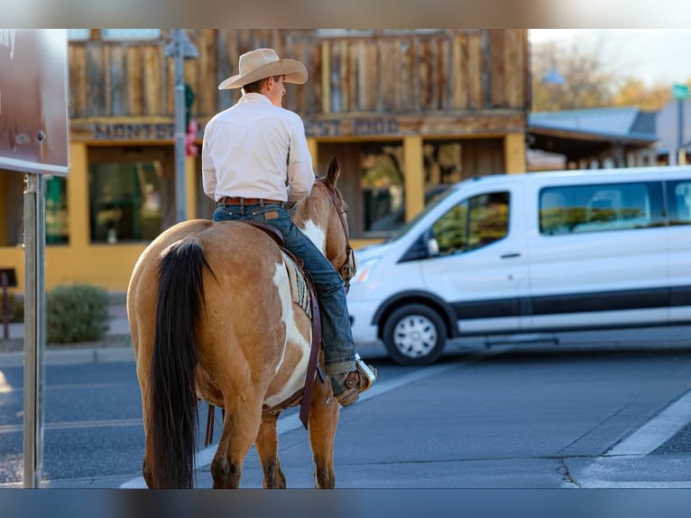 American Quarter Horse Gelding 14 years 15,1 hh Overo-all-colors in Camp Verde AZ