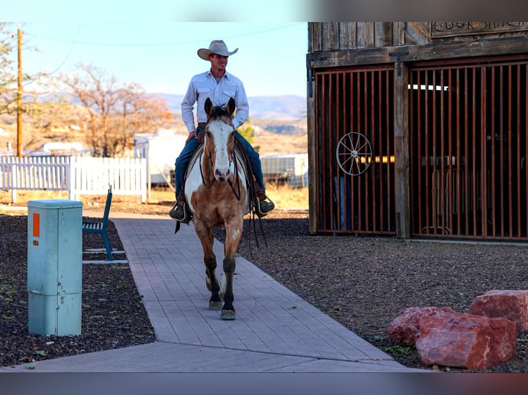 American Quarter Horse Gelding 14 years 15,1 hh Overo-all-colors in Camp Verde AZ