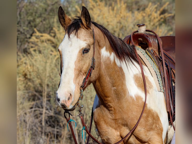 American Quarter Horse Gelding 14 years 15,1 hh Overo-all-colors in Camp Verde AZ