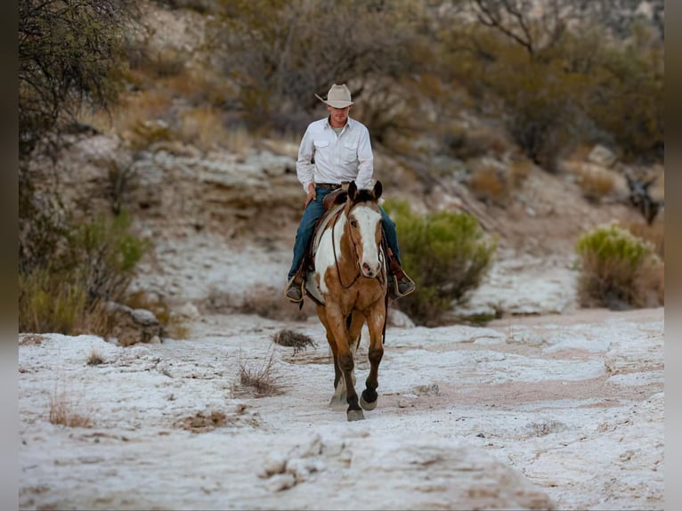 American Quarter Horse Gelding 14 years 15,1 hh Overo-all-colors in Camp Verde AZ