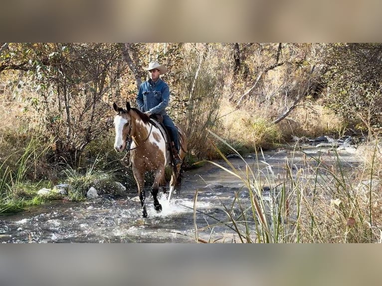 American Quarter Horse Gelding 14 years 15,1 hh Overo-all-colors in Camp Verde AZ