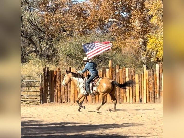 American Quarter Horse Gelding 14 years 15,1 hh Overo-all-colors in Camp Verde AZ