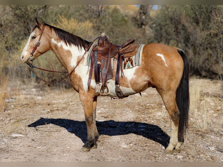 American Quarter Horse Gelding 14 years 15,1 hh Overo-all-colors in Camp Verde AZ