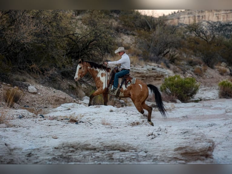 American Quarter Horse Gelding 14 years 15,1 hh Overo-all-colors in Camp Verde AZ