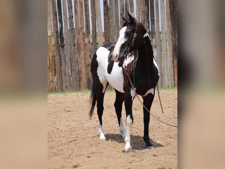 American Quarter Horse Gelding 14 years 15,1 hh Overo-all-colors in Morgan Mill TX