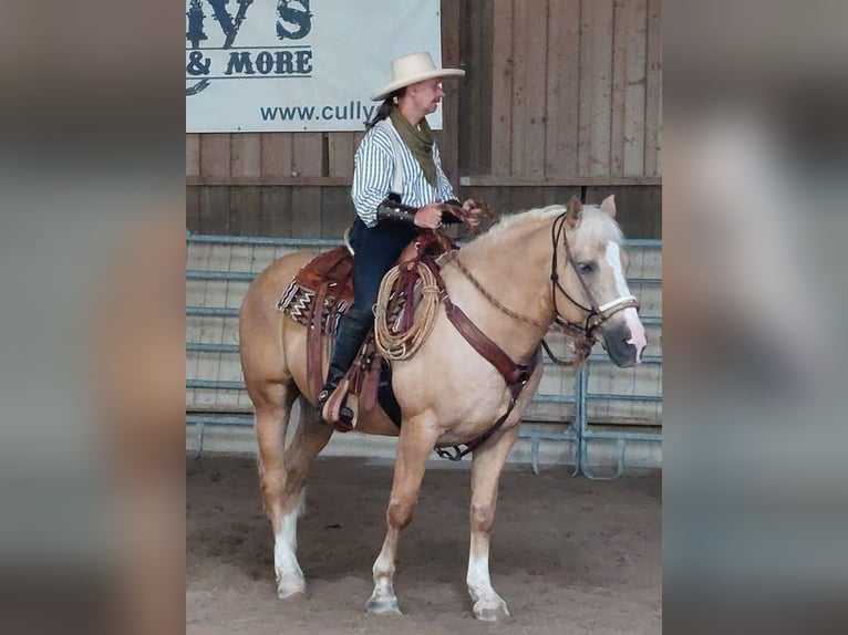 American Quarter Horse Gelding 14 years 15.1 hh Palomino in Nellingen Oppingen