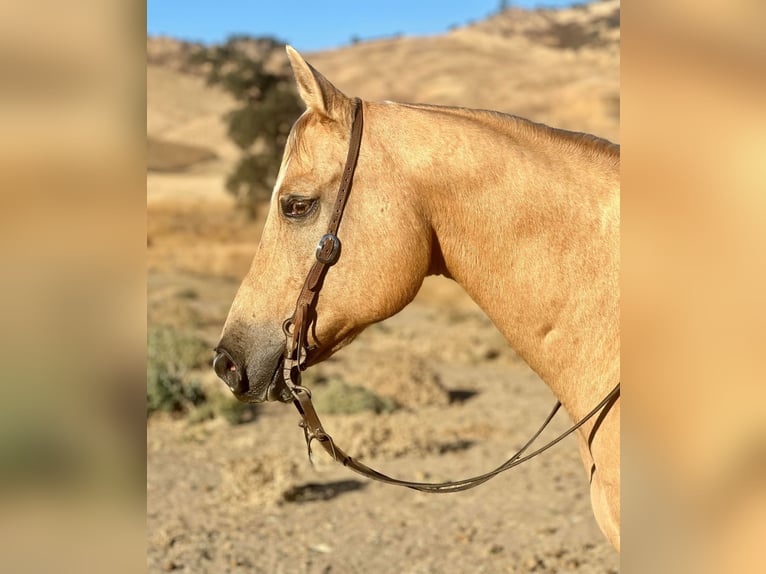 American Quarter Horse Gelding 14 years 15,1 hh Palomino in Bitterwater CA