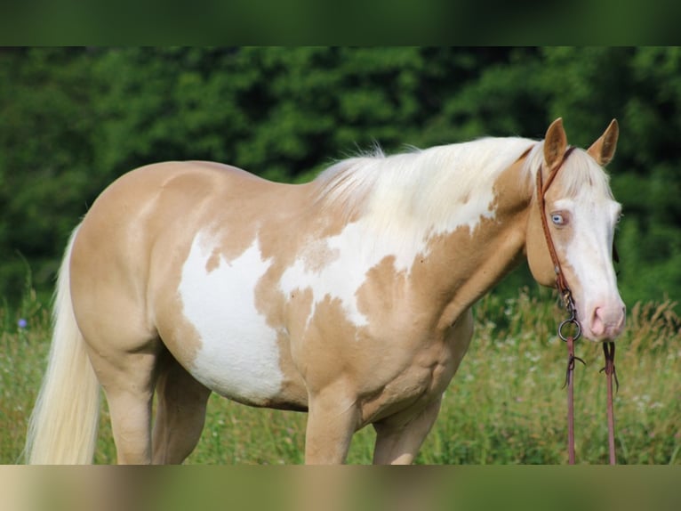 American Quarter Horse Gelding 14 years 15,1 hh Palomino in Brodhead KY