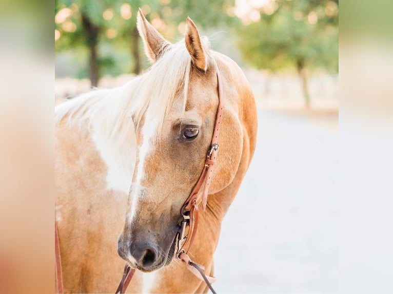 American Quarter Horse Gelding 14 years 15,1 hh Palomino in Weatherford, TX