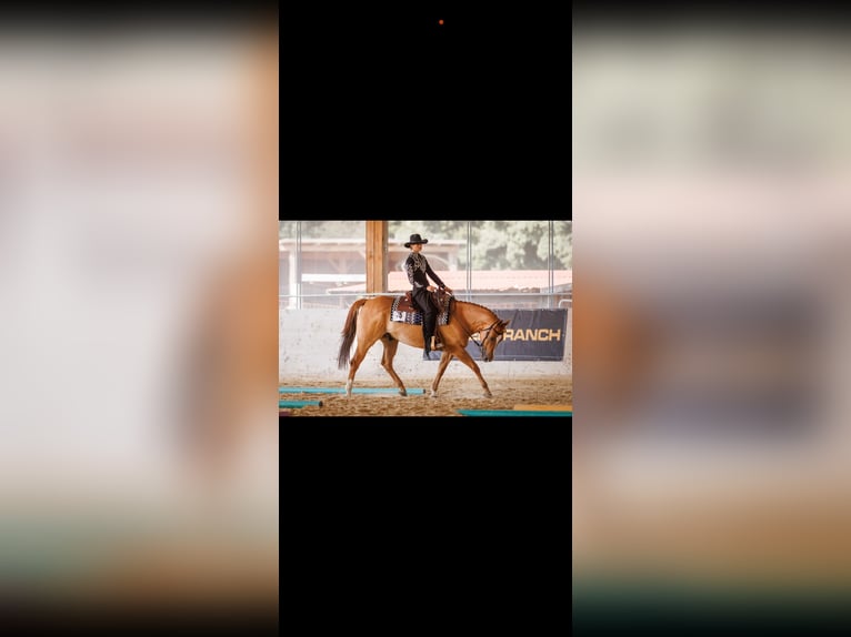 American Quarter Horse Gelding 14 years 15.1 hh Red Dun in Eggstätt
