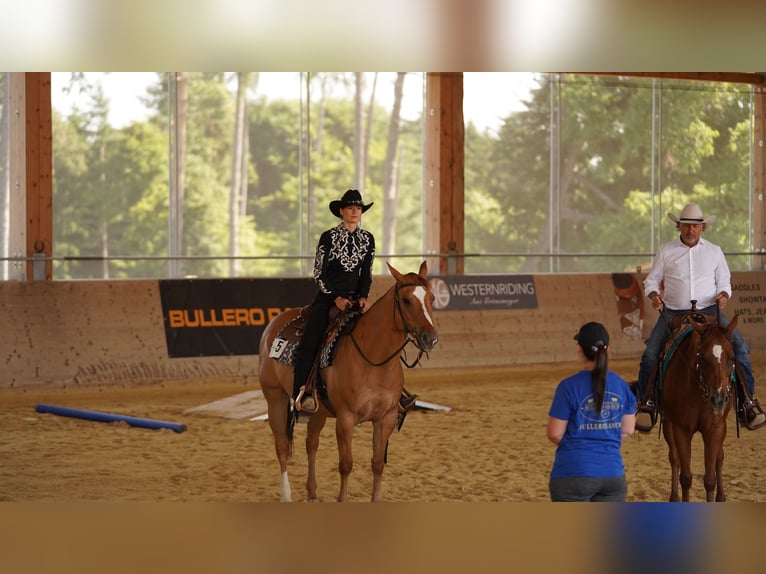 American Quarter Horse Gelding 14 years 15.1 hh Red Dun in Eggstätt