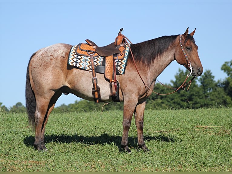 American Quarter Horse Gelding 14 years 15,1 hh Roan-Bay in Brodhead Ky