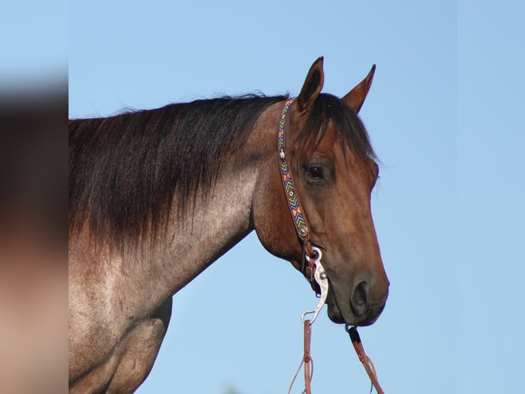 American Quarter Horse Gelding 14 years 15,1 hh Roan-Bay in Brodhead Ky