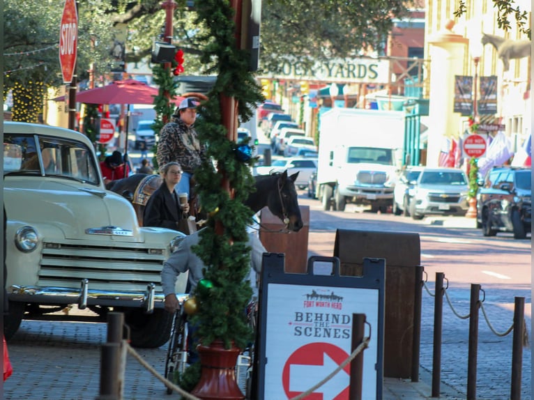 American Quarter Horse Gelding 14 years 15.1 hh Roan-Bay in Stephenville TX