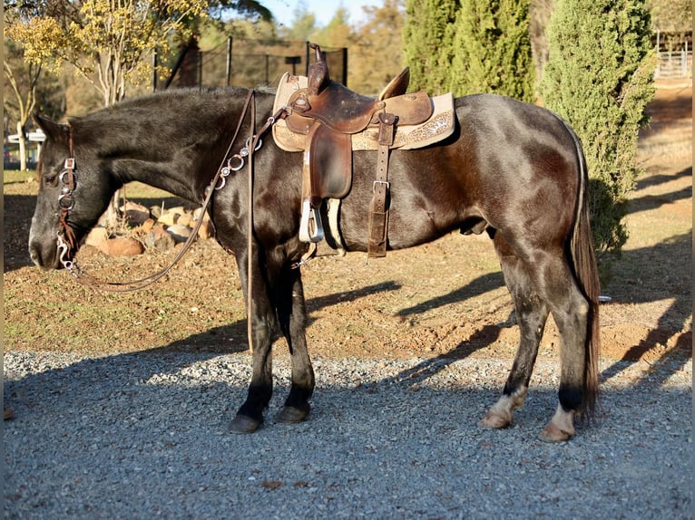 American Quarter Horse Gelding 14 years 15,1 hh Roan-Bay in Valley Springs CA