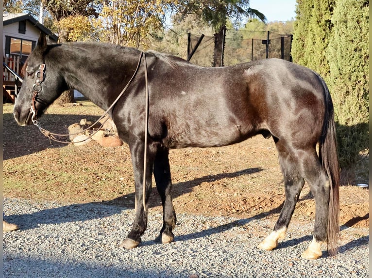 American Quarter Horse Gelding 14 years 15,1 hh Roan-Bay in Valley Springs CA