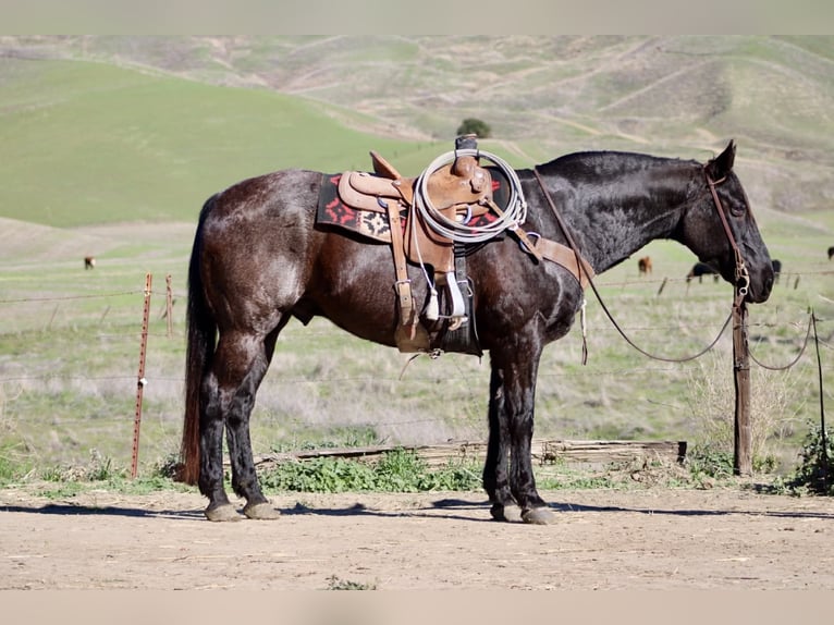 American Quarter Horse Gelding 14 years 15.1 hh Roan-Blue in Paicines CA