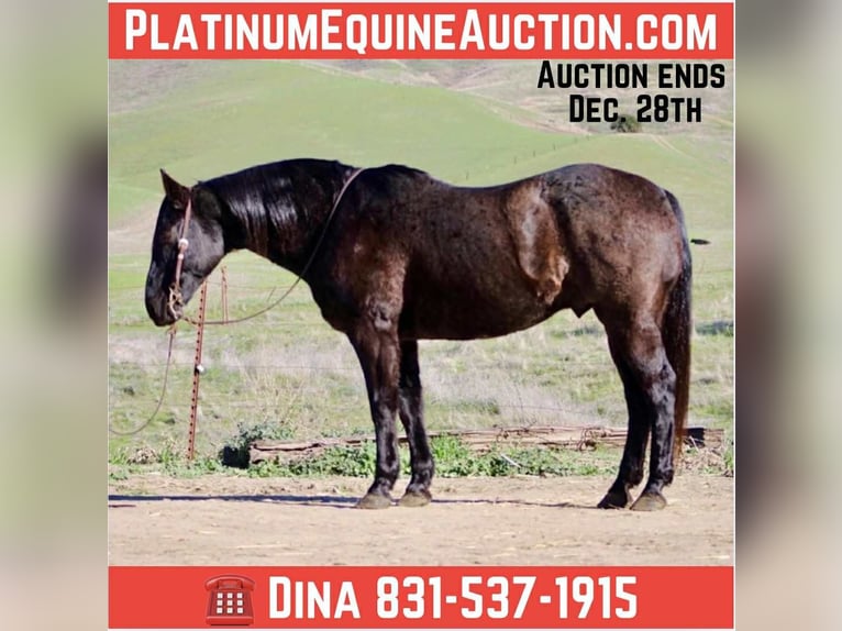 American Quarter Horse Gelding 14 years 15.1 hh Roan-Blue in Paicines CA